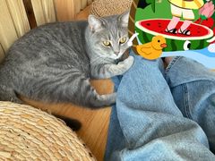 -Catmate·猫肥家润(金润铂宫店)