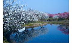 -花开海上生态园