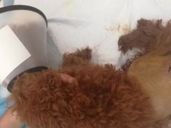 -瑞派福兴宠物医院犬猫全科·骨科·中西医结合(河东店)