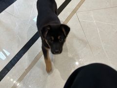 -辛巴宠物医疗中心·骨科·内分泌专科·心肾专科(亭林公园店)