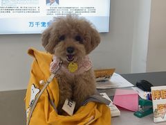 -北京观赏动物医院·24小时大型综合·猫专科·异宠专科
