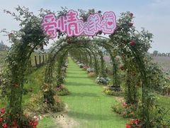 -荷兰花海
