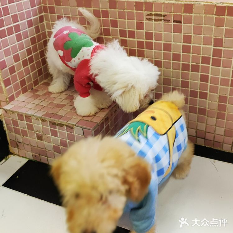 三里屯超火的萌宠店,来和巴拿马水豚亲密接触吧🎀