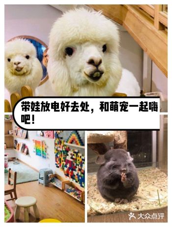 带娃放电好去处，和萌宠一起嗨吧！