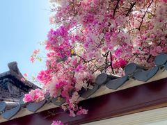 -深圳国际园林花卉博览园