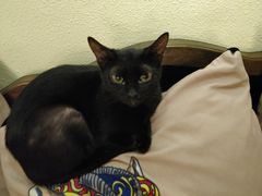 -more than meow吴止猫主题餐厅(承德 中船汇店)