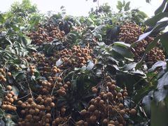 -从化深英荔枝黄皮龙眼采摘园