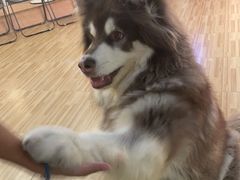 -喵小馆·猫咖狗咖猪咖·饮品店