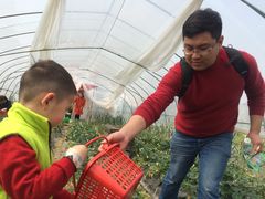 -南汇老顾农家乐采摘大团水蜜桃采摘店