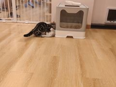 -猫咪派对(江南西店)