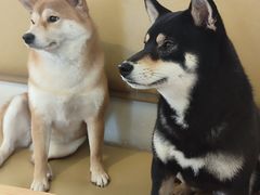 -柴の食堂·日式家庭料理·熊之肆(大学路店)