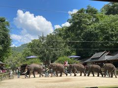 -野象谷景区