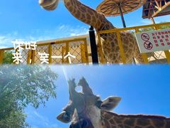 -大青山野生动物园