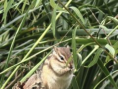 -长春市南湖公园