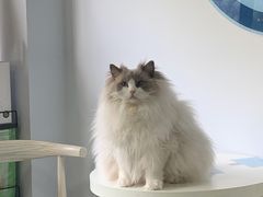 -喵的天空名猫咖啡馆·撸猫·猫舍·用品