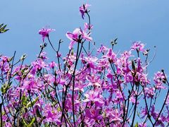 -上海滨江森林公园