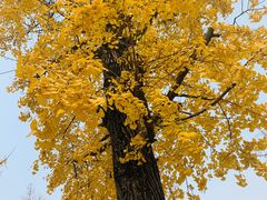 -百林公园-两江幸福广场