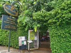 -Fern Forest Cafe