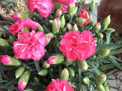 -双季花艺园艺市场(浦东店)