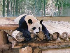 -杭州野生动物世界