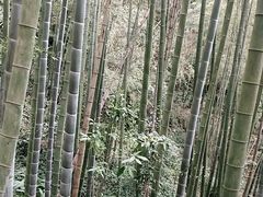 -蜀南竹海景区