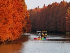 -上海海湾国家森林公园