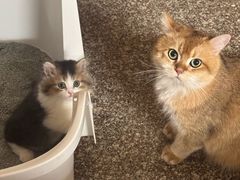-老吴的猫·猫舍(新区店)