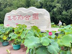 -莲花池公园