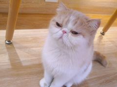 -滚猫咖啡·猫咖·猫友好撸猫(未来城店)