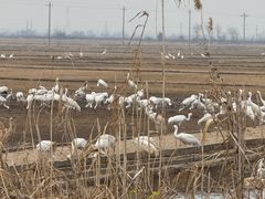 -鄱阳湖国家湿地公园