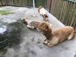 -萌宠亲子动物乐园(槐房万达店)