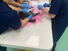 -北京观赏动物医院·24小时大型综合·猫专科·异宠专科