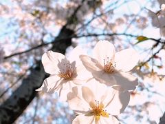 -顾村公园