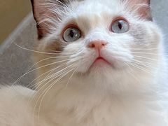 -飞行喵MR PILOT|猫舍·猫咖(静安大融城店)