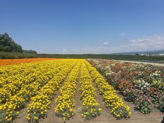 -富田农场
