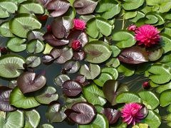 -国家植物园南园