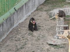 -大连森林动物园