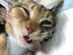-纳吉亚猫专科动物医院博雅分院