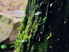 -绍兴东湖风景区