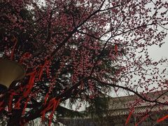 -西安青龙寺遗址景区