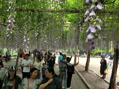-嘉定紫藤园