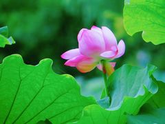 -陈家山荷花公园