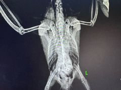-瑞派名望24h动物医院异宠专科·猫专科·骨科·重症监护分院