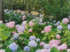 -上海滨江森林公园