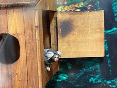 -上海大自然野生昆虫馆(东方明珠·爬宠昆虫探索中心)