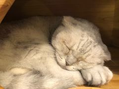 -more than meow吴止猫主题餐厅(承德 中船汇店)