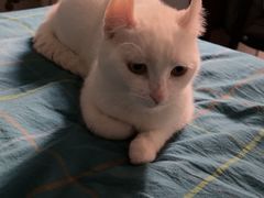 -瑞派·关忠动物医院·猫专科·犬专科(三环新城店)