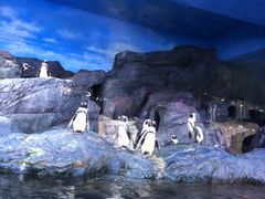-暹罗海洋世界