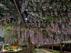 -嘉定紫藤园