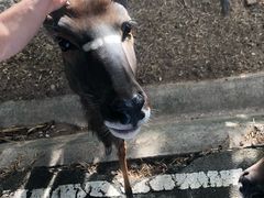 -清迈夜间动物园